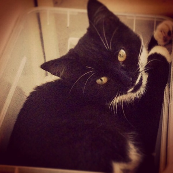 What exotic name can we call black and white cats so they dont get overlooked in the rescue centres?