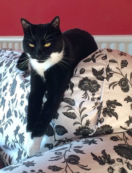 What exotic name can we call black and white cats so they dont get overlooked in the rescue centres?