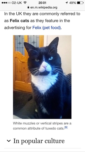 What exotic name can we call black and white cats so they dont get overlooked in the rescue centres?