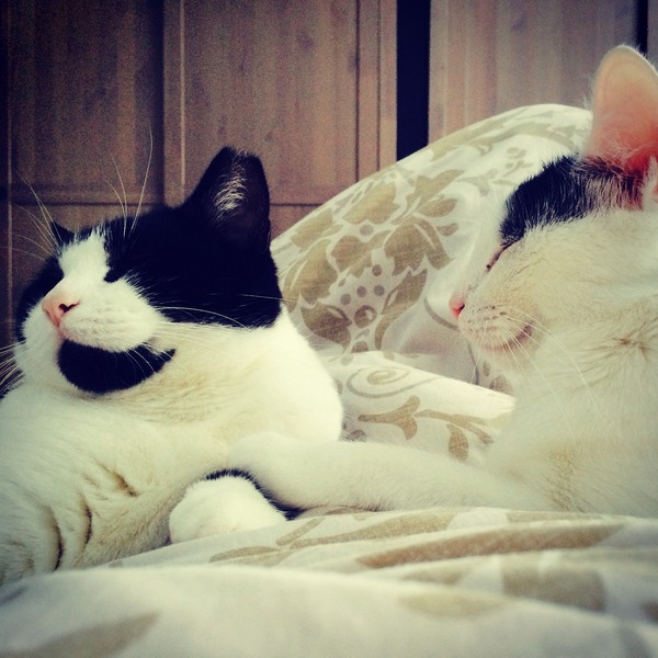 What exotic name can we call black and white cats so they dont get overlooked in the rescue centres?