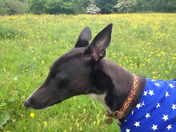 National Dog day - 26/08/2015