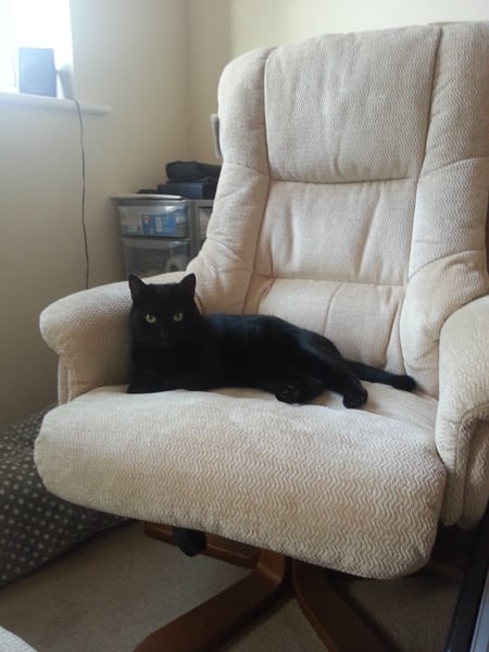 A cat/kitten picture sharing thread.