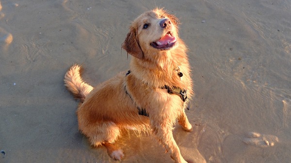France with a dog