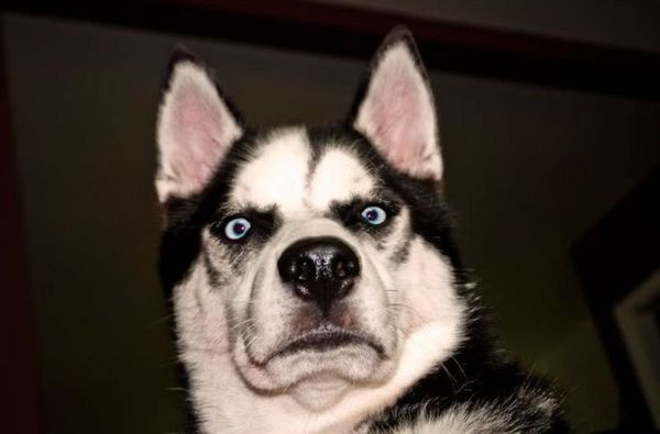 I don't want to get a family pet due to ethics