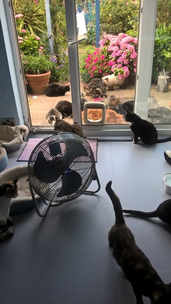 Thecatneuterer...