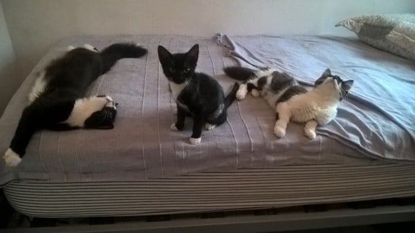 I think I want a kitten/s  but can't seem to find any.