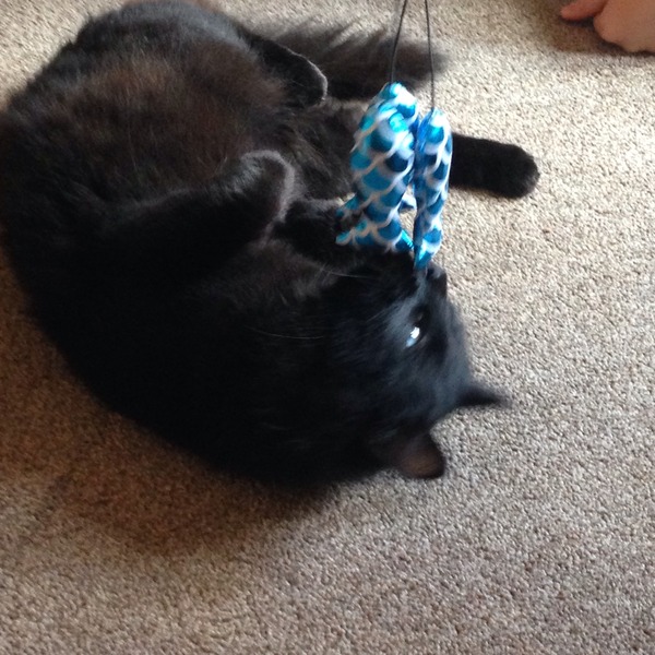 I visited an RSPCA Centre...