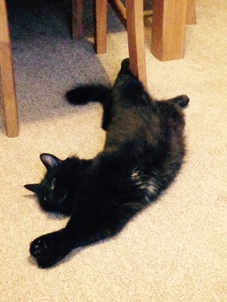 Our new cat is home!