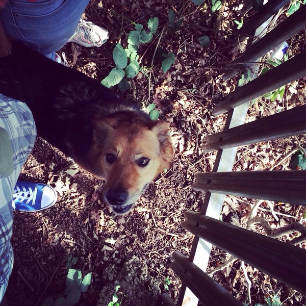 Update from rescue do