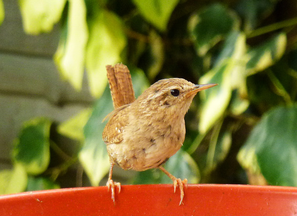 Does anyone feed their garden birds?