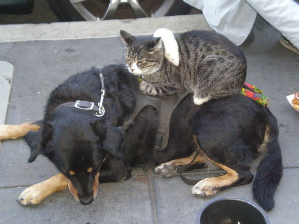 To think cats swanning about on work surface/table is gross?