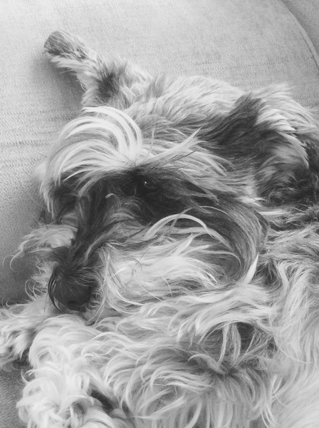 National Dog day - 26/08/2015