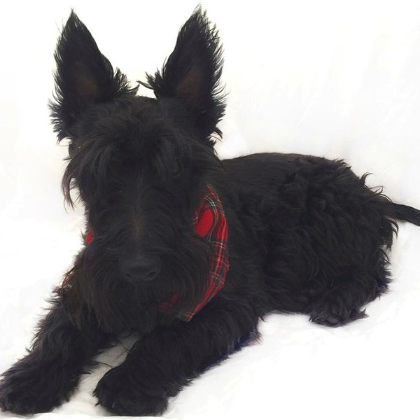 National Dog day - 26/08/2015