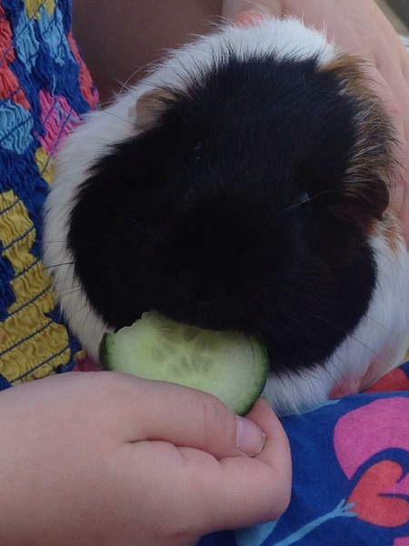 Tips for Guinea Pigs