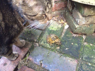 Toads