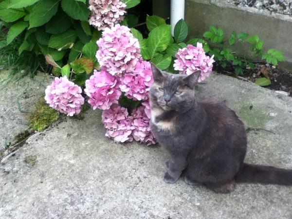What/Who else can i try to urgently re-home my cat?
