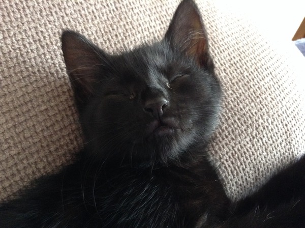 Weird things your cat does