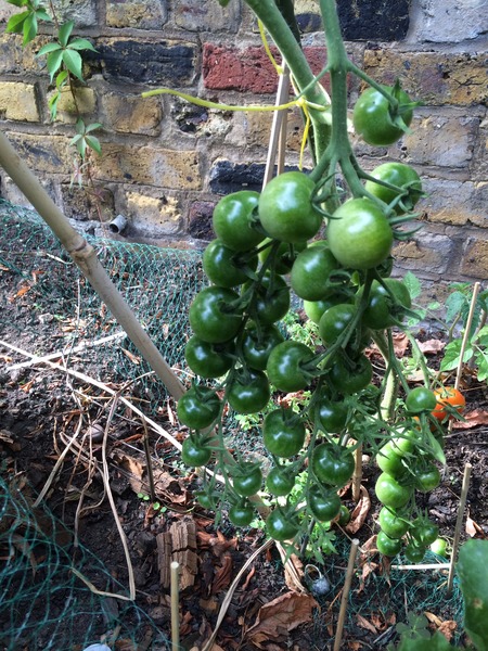 Allotment /Veg patch  thread 4 "Lettuce and Peppers and Pears OH MY!"