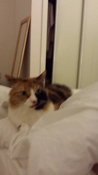 Looking for a new home for our Cornflakes