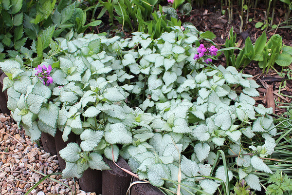 Shady characters - a permanent home for shade garden suggestions!