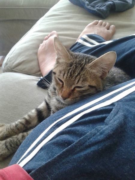 To keep the cat?
