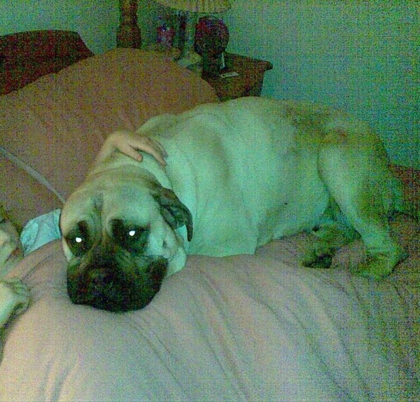 Which breed of dog?