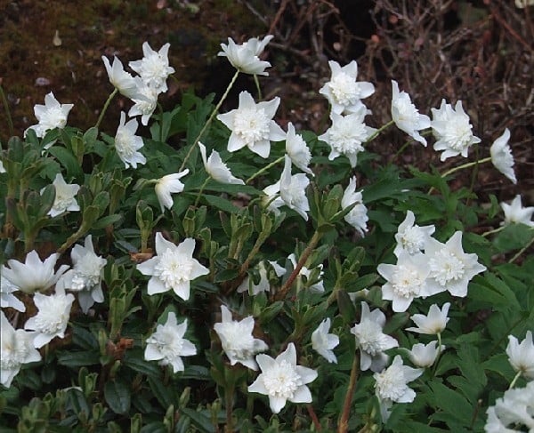 Shady characters - a permanent home for shade garden suggestions!