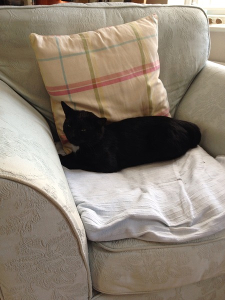 AIBU to take this cat to our vets
