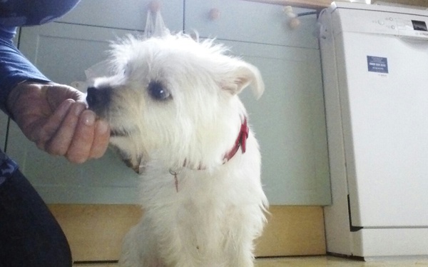 National Dog day - 26/08/2015