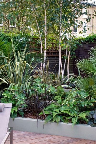 Fast-growing screening trees/shrubs for small garden