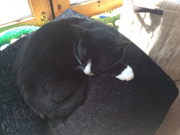 A cat/kitten picture sharing thread.