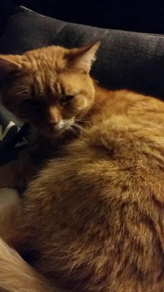 I don't want to get a family pet due to ethics