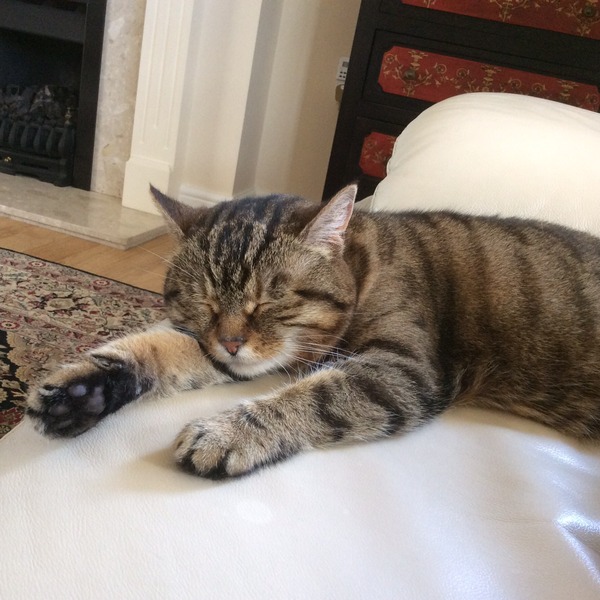 A cat/kitten picture sharing thread.