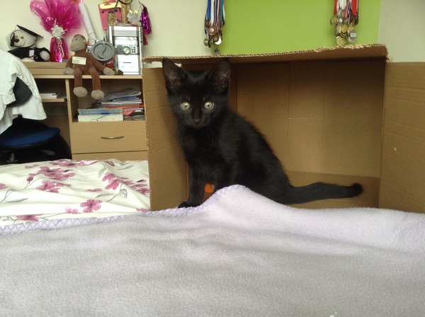 Older Cats and kittens