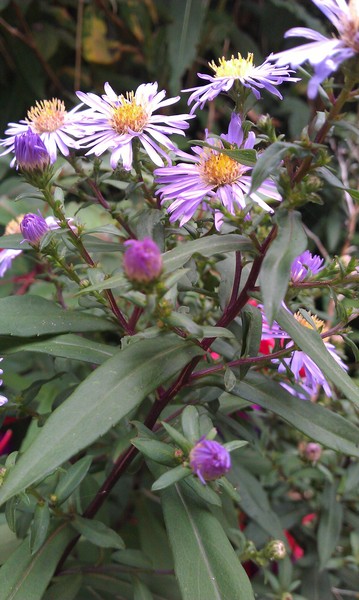 What is this purple flowered murderer?