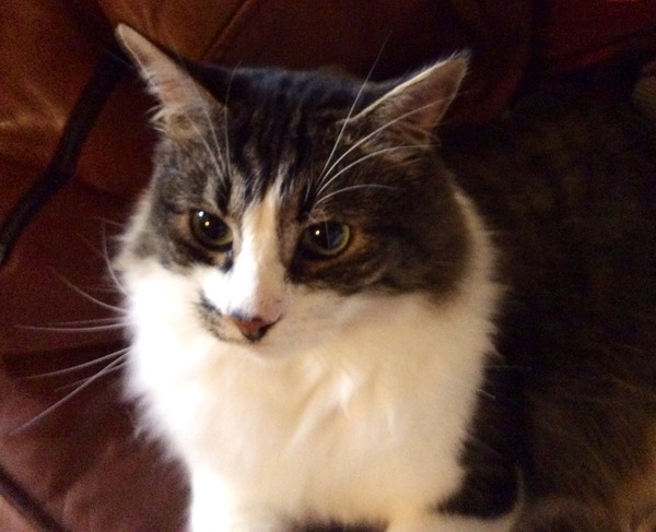 Our new cat is home!