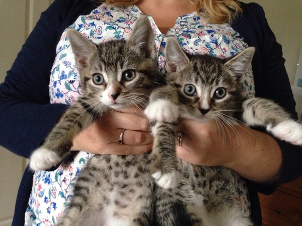Older Cats and kittens