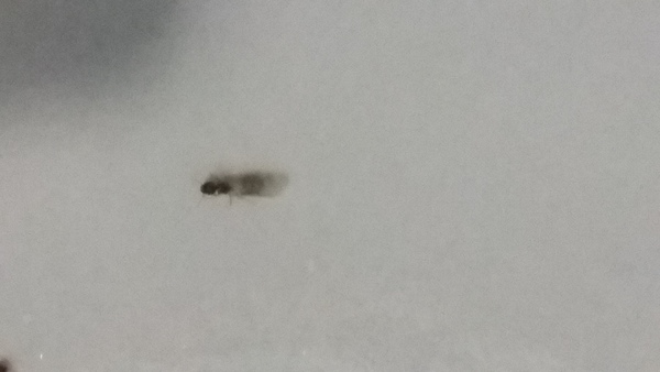 What are these insects dying in my bath?
