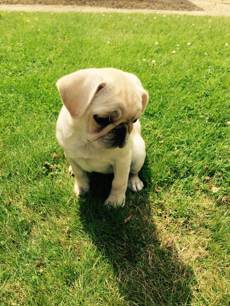 February '16 approaching and conquering the 12 week mark!