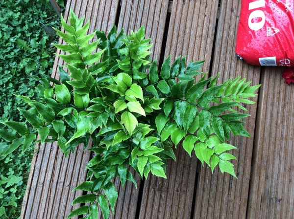 What type of fern is this please? Pic included