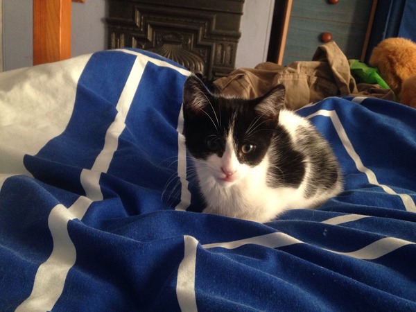 Help me name my kitten