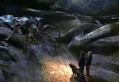 to kill all the spiders?