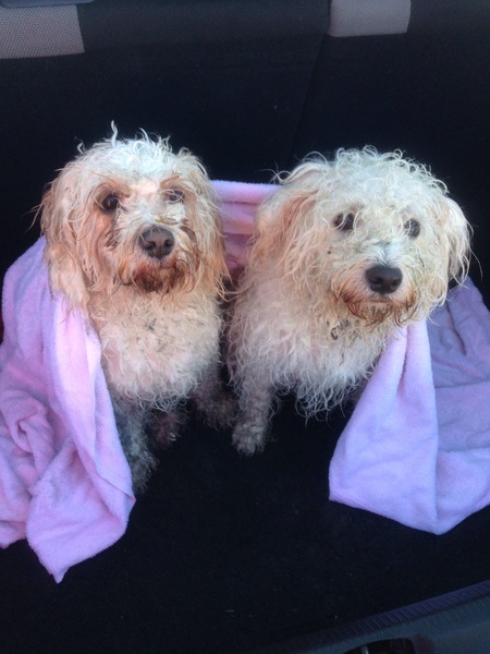National Dog day - 26/08/2015