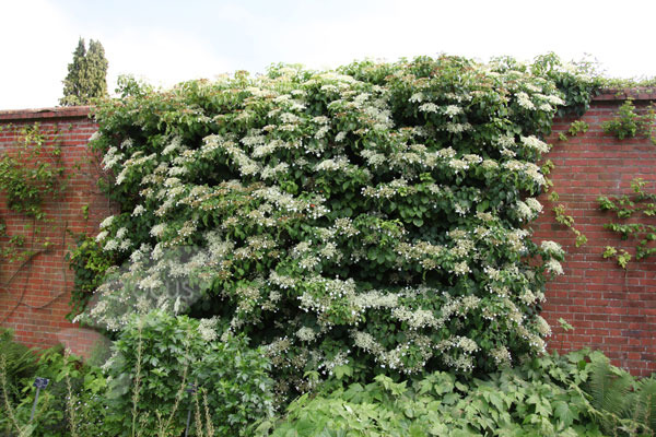 Shady characters - a permanent home for shade garden suggestions!