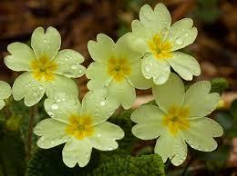 Primrose - nearly decided!