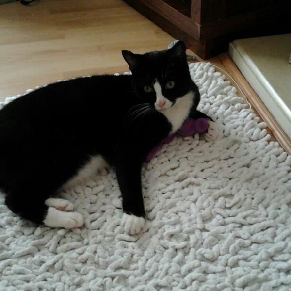 What exotic name can we call black and white cats so they dont get overlooked in the rescue centres?