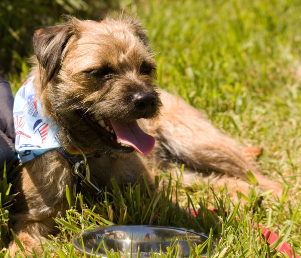 Advice - considering a terrier-sized dog....