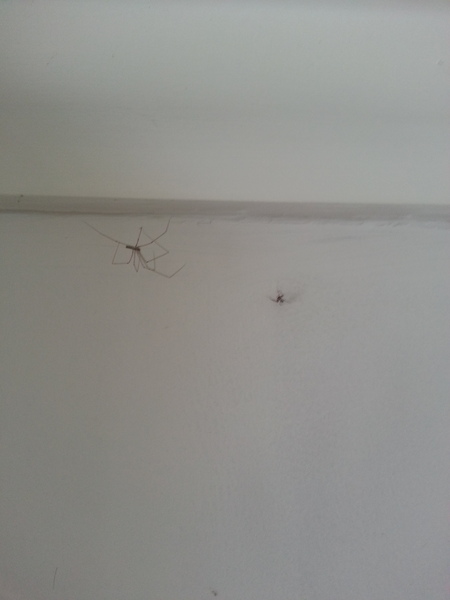 to kill all the spiders?