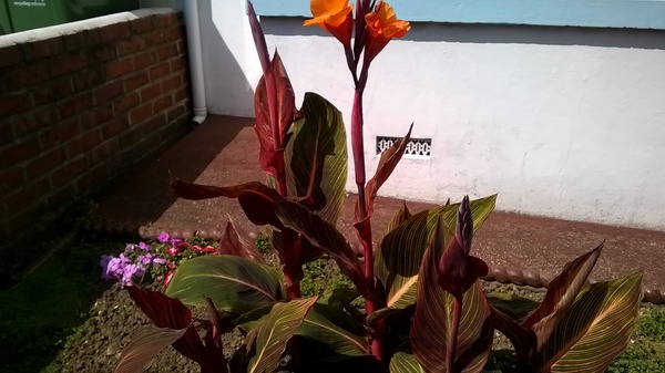 what is this plant please?