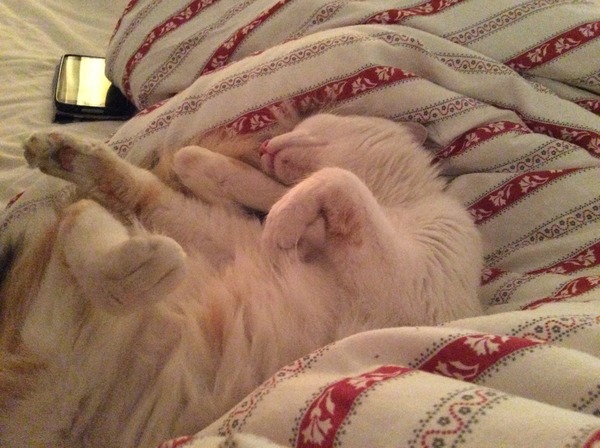 To think cats swanning about on work surface/table is gross?